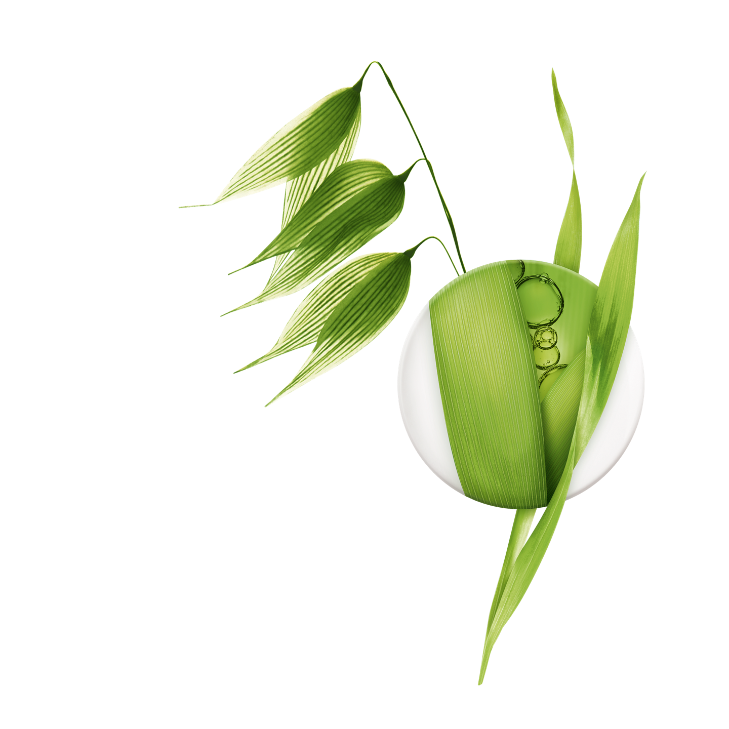 La Sève d’Avoine dermatologique BIO